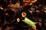 Gymnopus subnudus image