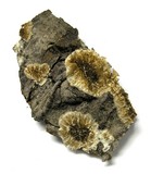 Trichaptum abietinum image