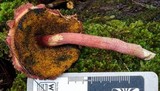 Boletellus emodensis image