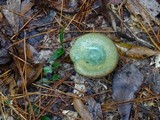 Lactarius chelidonium image