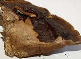 Ganoderma sessile image