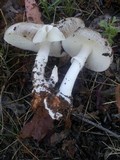 Amanita marmorata image