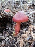 Hygrocybe punicea image