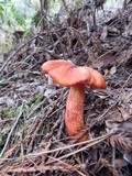 Hygrocybe punicea image