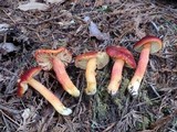 Hygrocybe punicea image