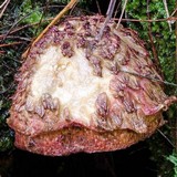Boletellus emodensis image