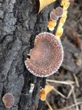 Lentinus strigosus image