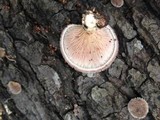 Lentinus strigosus image