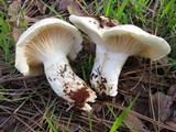 Hygrophorus gliocyclus image