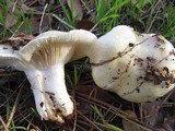 Hygrophorus gliocyclus image