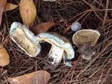 Lactarius chelidonium image