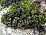 Leptochidium albociliatum image