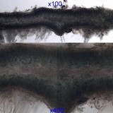 Leptochidium albociliatum image