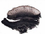 Leptochidium albociliatum image