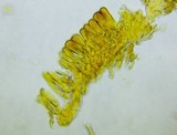 Ganoderma sessile image