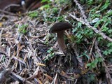 Lactarius fallax image
