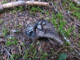 Sarcodon fuscoindicus image