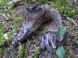 Sarcodon fuscoindicus image