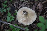 Lactarius imperceptus image