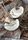 Trametes hirsuta image
