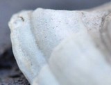 Trametes hirsuta image