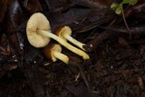 Pluteus romellii image