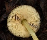 Pluteus romellii image