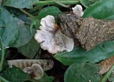Omphalotus nidiformis image