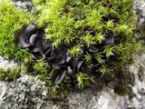 Leptogium saturninum image