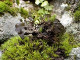 Leptogium saturninum image
