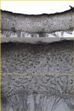 Leptogium saturninum image