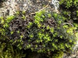 Leptogium gelatinosum image