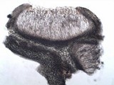 Leptogium gelatinosum image