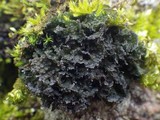 Leptogium gelatinosum image