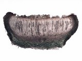 Leptogium gelatinosum image