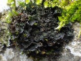 Leptogium gelatinosum image