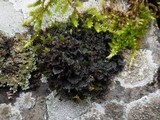 Leptogium gelatinosum image
