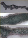 Leptogium gelatinosum image