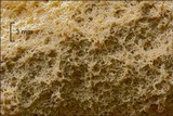 Fuligo septica image