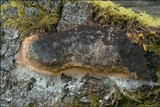 Fuligo septica image