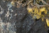 Fuligo septica image