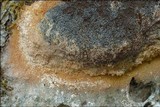 Fuligo septica image