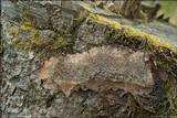 Fuligo septica image