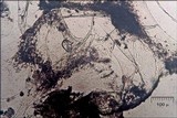 Fuligo septica image