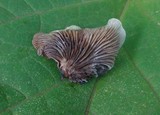 Omphalotus nidiformis image
