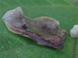 Omphalotus nidiformis image