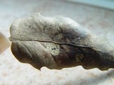 Coccomyces delta image
