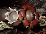 Geastrum javanicum image