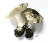 Tricholoma vernaticum image