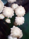 Marasmius leucorotalis image